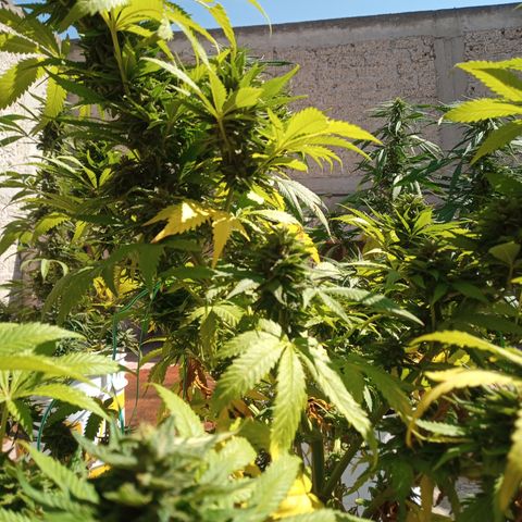 CBD Charlottes Angel growlog timeline photo