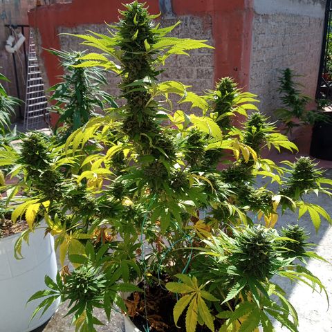CBD Charlottes Angel growlog timeline photo