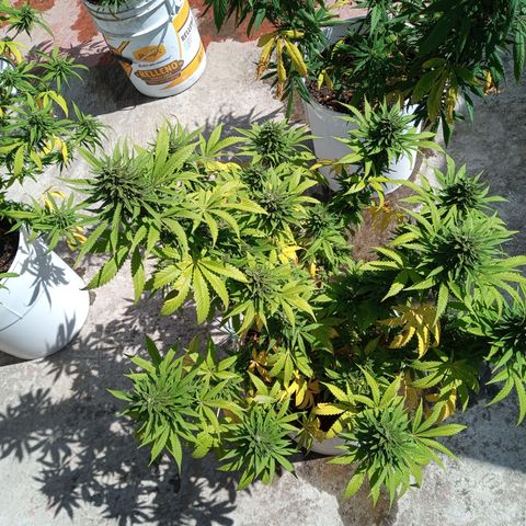 CBD Charlottes Angel growlog timeline photo