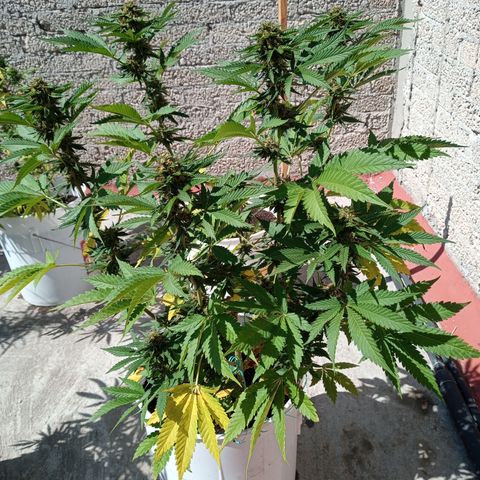 Gorilla Rainbow growlog timeline photo