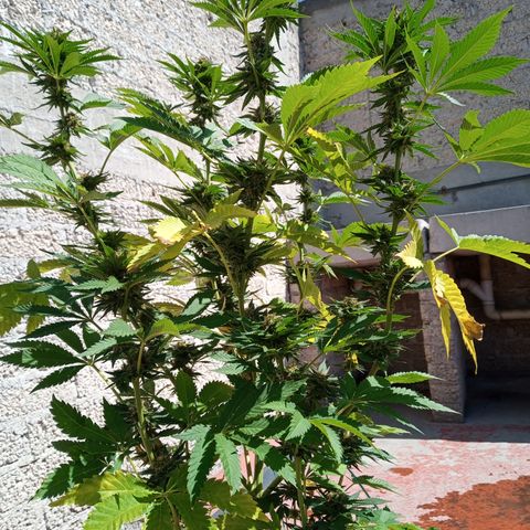 Gorilla Rainbow growlog timeline photo