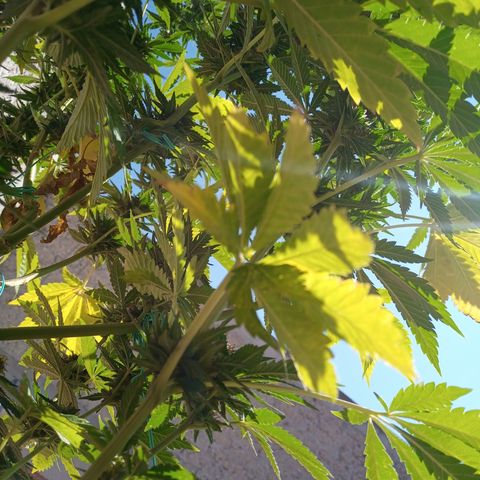 Gorilla Rainbow growlog timeline photo