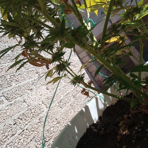 Gorilla Rainbow growlog timeline photo