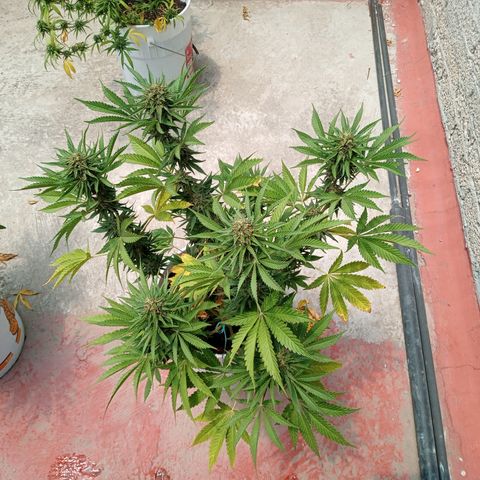 Gorilla Rainbow growlog timeline photo