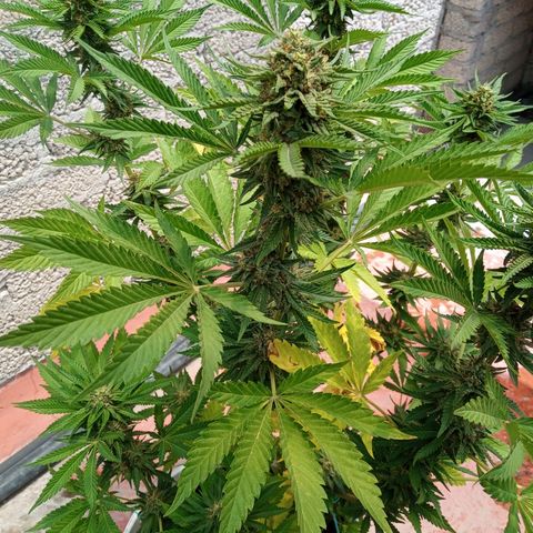 Gorilla Rainbow growlog timeline photo