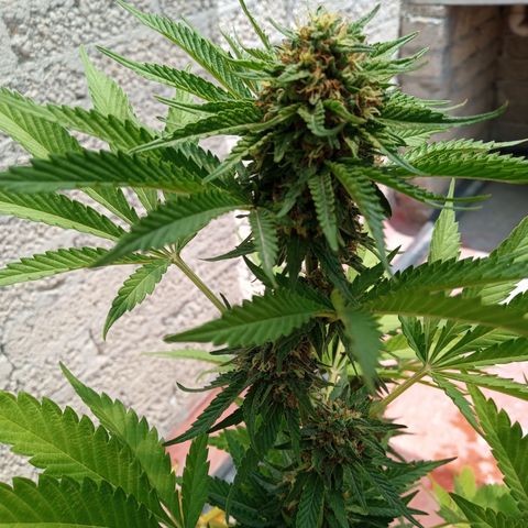 Gorilla Rainbow growlog timeline photo