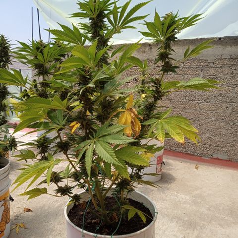 Gorilla Rainbow growlog timeline photo