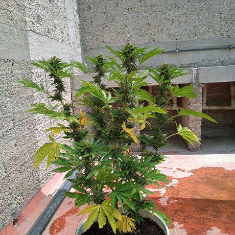 Gorilla Rainbow growlog timeline photo