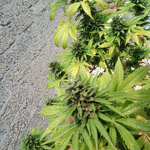 CBD Charlottes Angel growlog timeline photo
