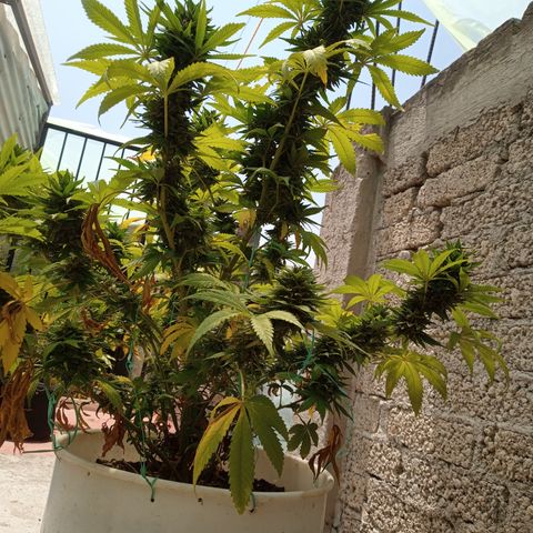 CBD Charlottes Angel growlog timeline photo