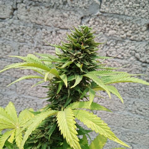 CBD Charlottes Angel growlog timeline photo