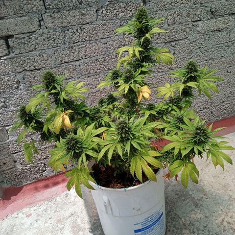 CBD Charlottes Angel growlog timeline photo
