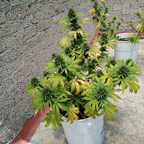 CBD Charlottes Angel growlog timeline photo