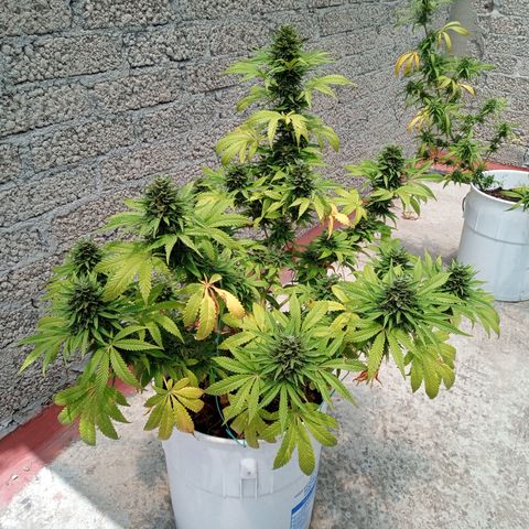 CBD Charlottes Angel growlog timeline photo