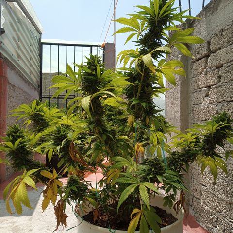 CBD Charlottes Angel growlog timeline photo