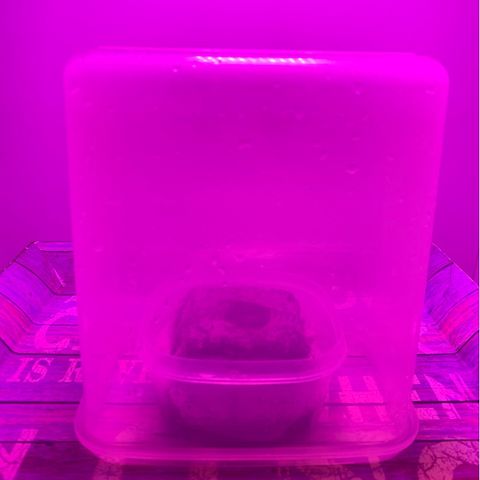 King Kong growlog photo: La planta ya comenzo a dar signos de brote