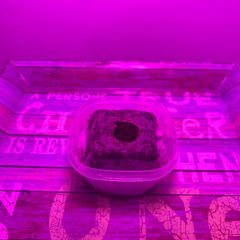 King Kong growlog photo: La planta ya comenzo a dar signos de brote