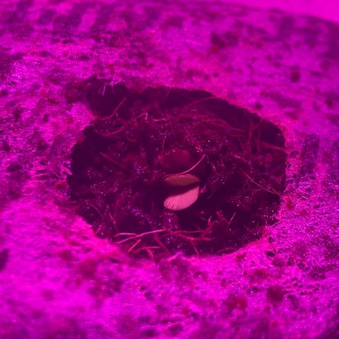 King Kong growlog photo: Primer salida a la superficie🥰