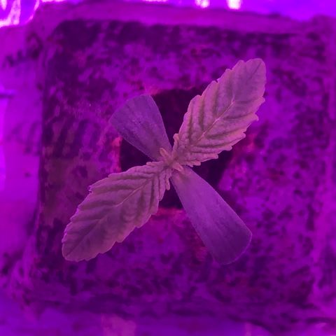 King Kong growlog photo: Identificamos falta de potasio gracias a las hojas amarillentas y falta de fosforo gracias al tallo color rojizo oscuro. La planta pide comida a gritos por lo tanto vamos a realizar el primer transplante a un sustrato rico en nutrientes ya que el el ultimo riego fue ayer y Jiffy esta muy humedo como para regarlo denuevo.