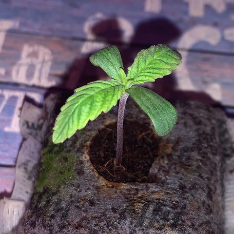 King Kong growlog photo: Identificamos falta de potasio gracias a las hojas amarillentas y falta de fosforo gracias al tallo color rojizo oscuro. La planta pide comida a gritos por lo tanto vamos a realizar el primer transplante a un sustrato rico en nutrientes ya que el el ultimo riego fue ayer y Jiffy esta muy humedo como para regarlo denuevo.