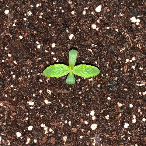 King Kong growlog photo: Ya se la ve mas alegre y lista para absorber todos los nutrientes.