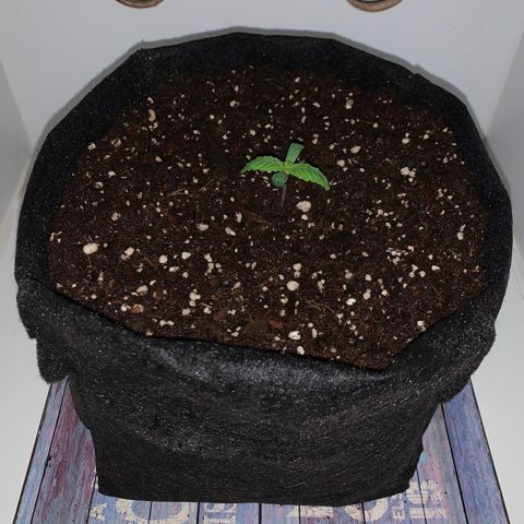 King Kong growlog photo: Ya se la ve mas alegre y lista para absorber todos los nutrientes.