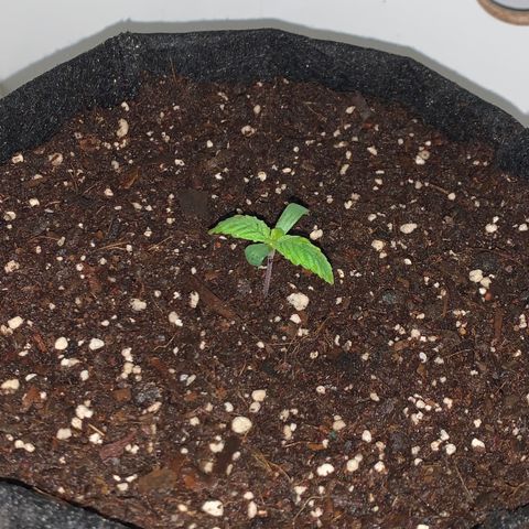 King Kong growlog photo: Ya se la ve mas alegre y lista para absorber todos los nutrientes.