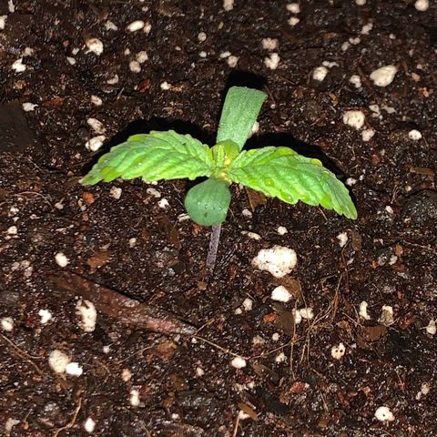 King Kong growlog photo: Ya se la ve mas alegre y lista para absorber todos los nutrientes.