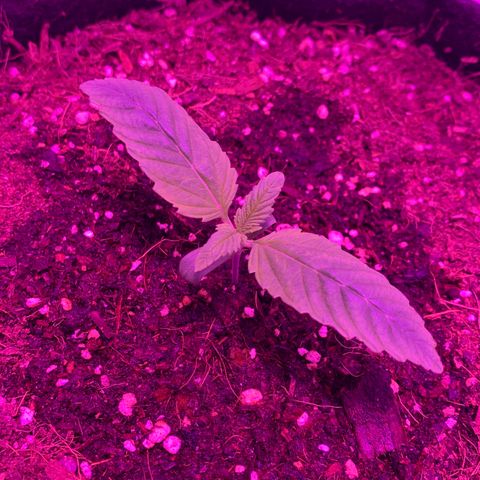 King Kong growlog timeline photo