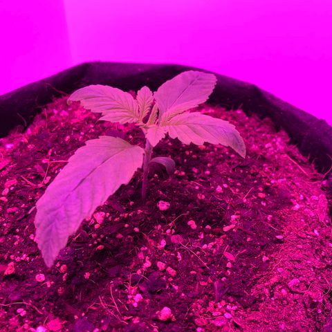 King Kong growlog photo: Exceso de riego
