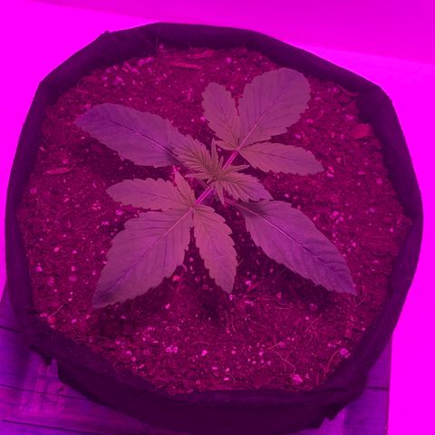 King Kong growlog timeline photo