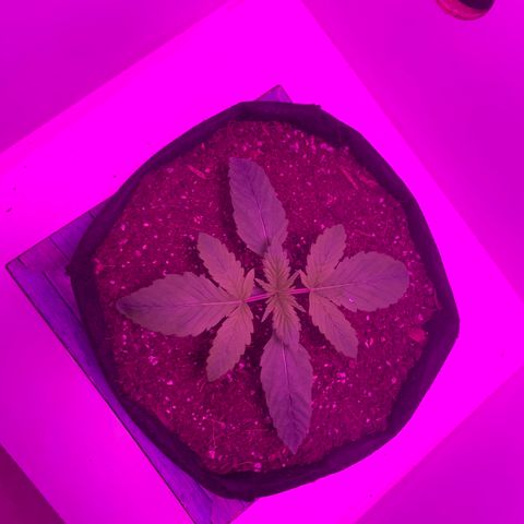 King Kong growlog timeline photo