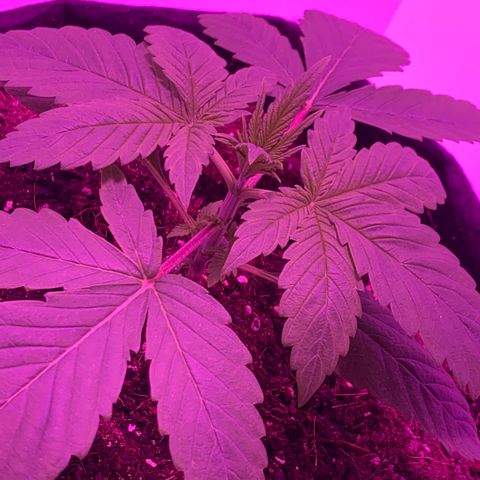 King Kong growlog timeline photo