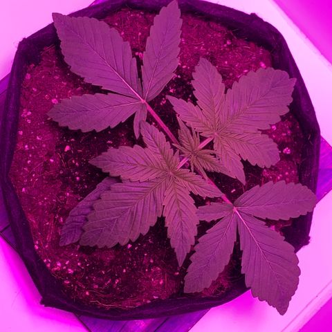 King Kong growlog timeline photo