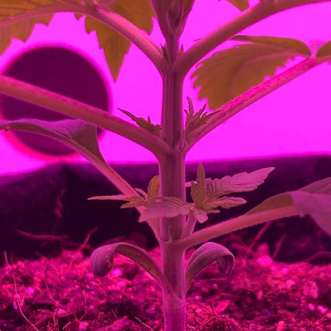 King Kong growlog timeline photo