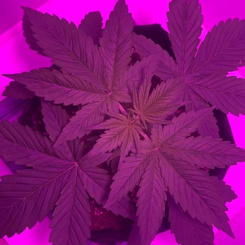 King Kong growlog photo: Super bushy, cada vez mas cerca del training y topping.