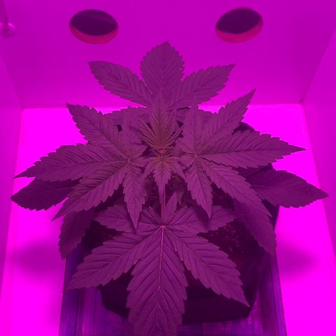 King Kong growlog photo: Super bushy, cada vez mas cerca del training y topping.
