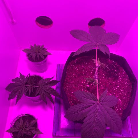 King Kong growlog photo: Primera etapa del Mainlining