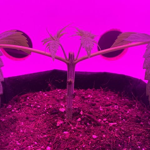 King Kong growlog photo: Primera etapa del Mainlining