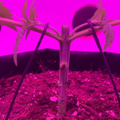 King Kong growlog photo: Primera etapa del Mainlining