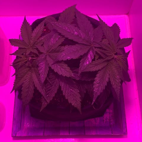 King Kong growlog photo: Cada vez mas cerca del siguiente entrenamiento, se viene topping a cada una de las ramas principales sobre el 3er nodo y luego poda total por debajo.