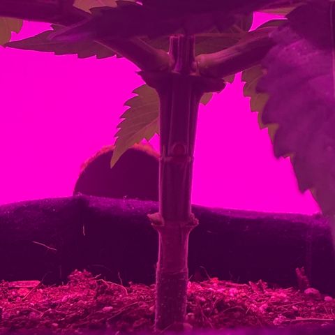 King Kong growlog photo: Cada vez mas cerca del siguiente entrenamiento, se viene topping a cada una de las ramas principales sobre el 3er nodo y luego poda total por debajo.