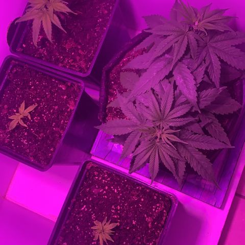 King Kong growlog photo: Antes y despues de la poda.