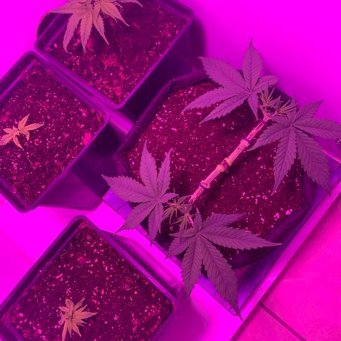 King Kong growlog photo: Antes y despues de la poda.
