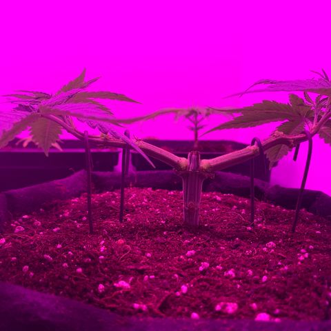 King Kong growlog photo: El training no fue perfectamente simetrico pero cumple su funcion igual😜