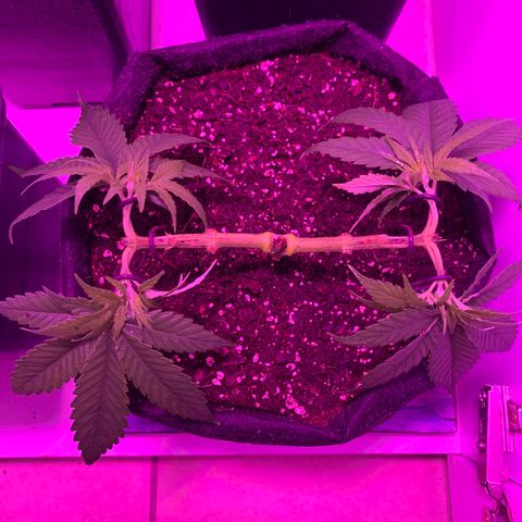 King Kong growlog photo: Entrenamiento hecho