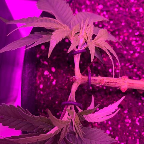 King Kong growlog photo: Entrenamiento hecho