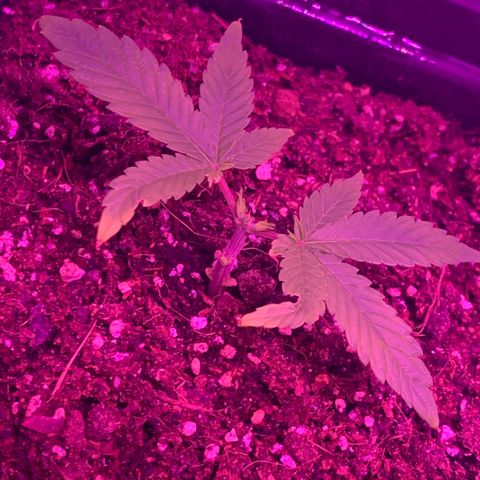 King Klon #2 growlog timeline photo