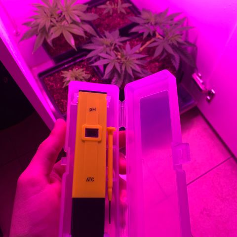 King Klon Top growlog photo: Tambien sumamos una herramienta super importante a la hora del riego, un medidor de PH para poder asegurarnos que el agua este balanceada y asi las plantas pueden absorber los nutrientes correctamente.