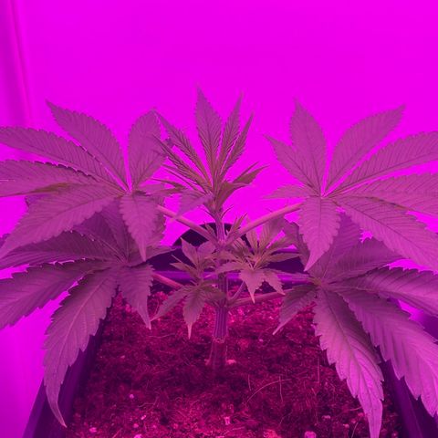 King Klon Top growlog timeline photo